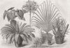 PLANTS. Int'l Flower show, South Kensington 1866 old antique print picture