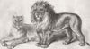 SOUTH AFRICA. Lion & lioness from Cape of Good Hope 1846 old antique print