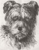 DOGS. Emilie 1846 old antique vintage print picture