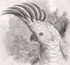 AMBER-CRESTED COCKATOO. Cacatua citrino cristata 1846 old antique print