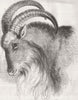 LONDON. Mouflon of Royal zoo 1846 old antique vintage print picture