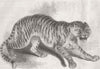 PORTUGAL. Tiger presented to Queen 1846 old antique vintage print picture