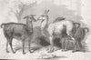 BERKS. Queen's Alpacas, Windsor Park 1846 old antique vintage print picture