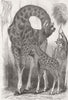 LONDON. Giraffe & her young, Regent's Park 1849 old antique print picture