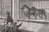 LIONS. Strangers in a strange land-winter day, Zoo 1881 old antique print