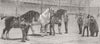 ISLINGTON. Cart-Horse Show Awaiting final verdict 1881 old antique print
