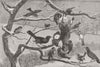 BIRDS. The Late Frost. Out-door relief 1881 old antique vintage print picture