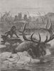 MOOSE. A race for life 1873 old antique vintage print picture