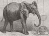 LONDON. African elephant 1865 old antique vintage print picture