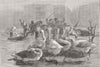 WINTER SPORTS. Children sledging, Geese watching 1879 old antique print