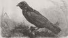BIRDS. Grip, Charles Dickens' Raven 1870 old antique vintage print picture