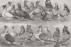 WARWICKSHIRE. New breeds of Pigeons, Birmingham Show 1870 old antique print