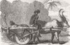 INDIA. Hunting Leopard, Bengal 1858 old antique vintage print picture