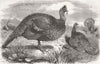 HONDURAS. Honduras Turkeys 1858 old antique vintage print picture