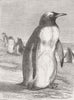 BIRDS. Falkland Islands Penguin 1874 old antique vintage print picture