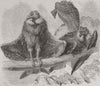 BIRDS. Condors at rest 1874 old antique vintage print picture