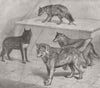 WOLVES. Black Wolf (Tibet) ; Antarctic; Arctic; Russian 1873 old antique print