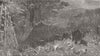 SRI LANKA. Elephant charge; Labugankande, Ceylon 1882 old antique print