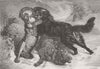 DOGS. Rescued from the wolf 1866 old antique vintage print picture