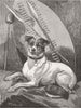 SOUTH AFRICA. Tottiee, regimental pet 1882 old antique vintage print picture