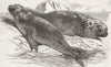 SEALS. Sea Elephants, from Isle of Desolation 1853 old antique print picture