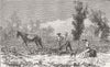 FLORIDA. Ploughing to plant orange trees, Narcoossee 1885 old antique print