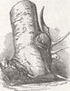 CANADA. Horns found, beech tree. Horn of deer, West 1851 old antique print