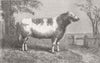 COWS. Royal butterfly, property of Lt-Col Towneley 1864 old antique print