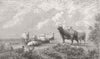 SHEEP. Summer 1864 old antique vintage print picture