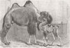 ANIMALS. Camel and young 1864 old antique vintage print picture