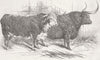 LONDON. Smithfield Club cattle show 1847 old antique vintage print picture