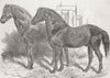 FARMING. Horses for agricultural purpose 1849 old antique print picture