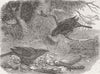 LONDON. Zoo. Bower birds  1849 old antique vintage print picture