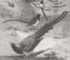 ANIMALS. London Zoo. Chinese magpies 1862 old antique vintage print picture