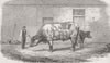 AUSTRALIA. The Australian ox Tooran 1862 old antique vintage print picture