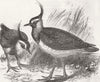 BIRDS. Plovers 1856 old antique vintage print picture