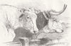 COWS. Short-horns ; Herefords 1855 old antique vintage print picture