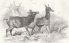SOCIETY. Royal Stags, Woodman & Farmer’s Glory 1855 old antique print picture