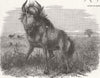 LONDON. Gnu, Zoological Society’s, Regent’s Park 1856 old antique print