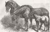 CHELMSFORD. Royal Agricultural Soc’s Show. horses 1856 old antique print