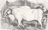 ESSEX. Chelmsford farm show. Charolais bull & cow 1856 old antique print