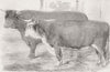 COWS. Hereford ; Devon 1856 old antique vintage print picture