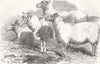 CUMBS. Farm mtg, Carlisle. Shearling Ram & Ewes 1855 old antique print picture