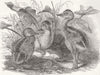 ANIMALS. American ostriches 1853 old antique vintage print picture