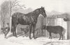 FINLAND. Russian pony & sheep from Bomarsund 1854 old antique print picture