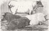 ANIMALS. Black pigs; White short-horn cow; pig 1854 old antique print picture