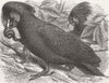 ANIMALS. London Zoo. Gt Black Cockatoo of New Guinea 1875 old antique print