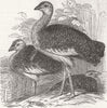 LONDON. Zoo. Gt bustards, Gdns of 1847 old antique vintage print picture
