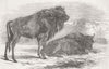 LONDON. Zoo. Aurochs given by the Russian Tsar 1847 old antique print picture