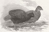 LONDON. The Oval. Impeyan Pheasants, zoo 1847 old antique print picture